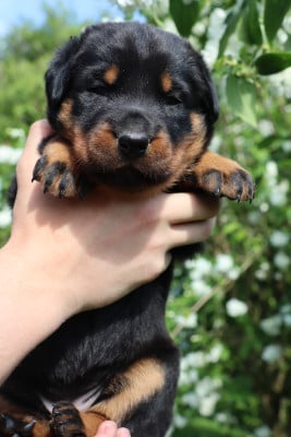Les chiots de Berger de Beauce