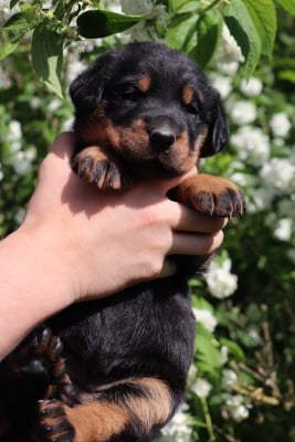 Les chiots de Berger de Beauce