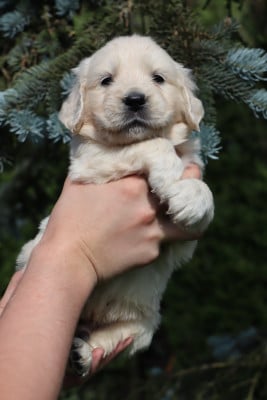 Les chiots de Golden Retriever