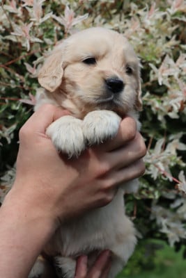 Les chiots de Golden Retriever