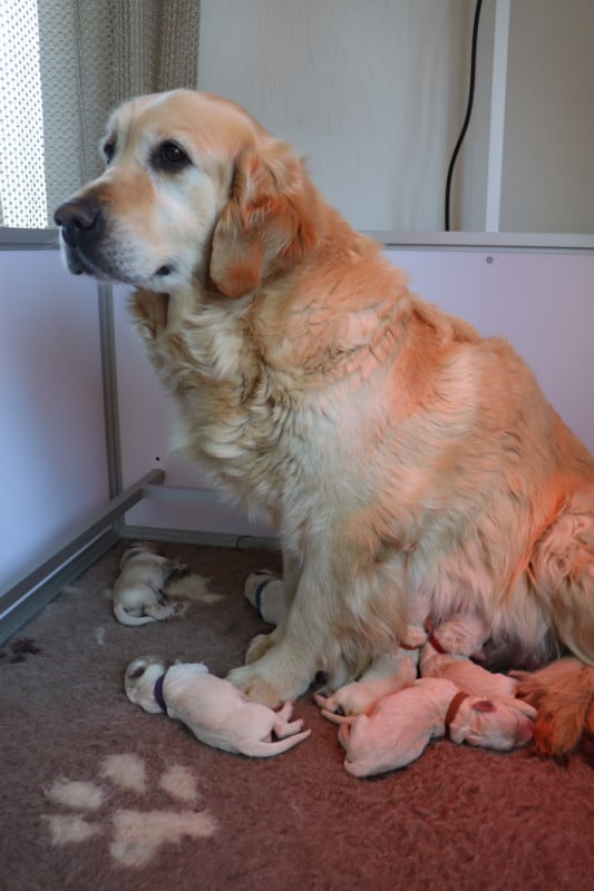 Golden Retriever - De La Légende d'Arduinna