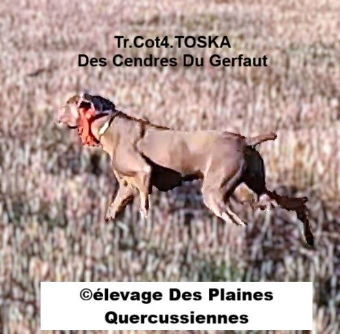 Publication : Des Plaines Quercussiennes Auteur : Vincent MAIEZZA