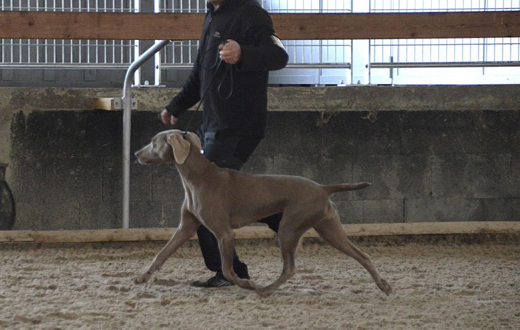 Tennessee des terres du moulin de mortagne