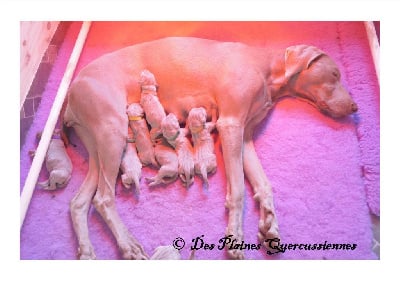 Des Plaines Quercussiennes