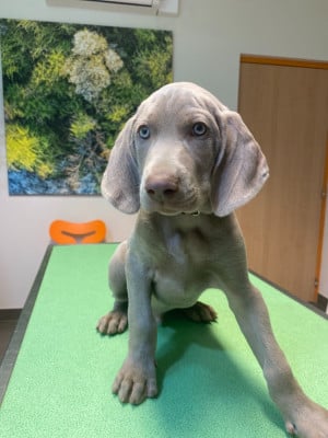 Les chiots de Braque de Weimar