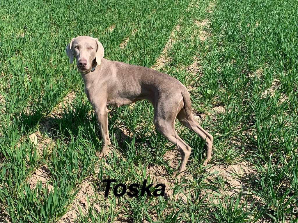 TR. Toska des Cendres du Gerfaut - 2ème Excellent