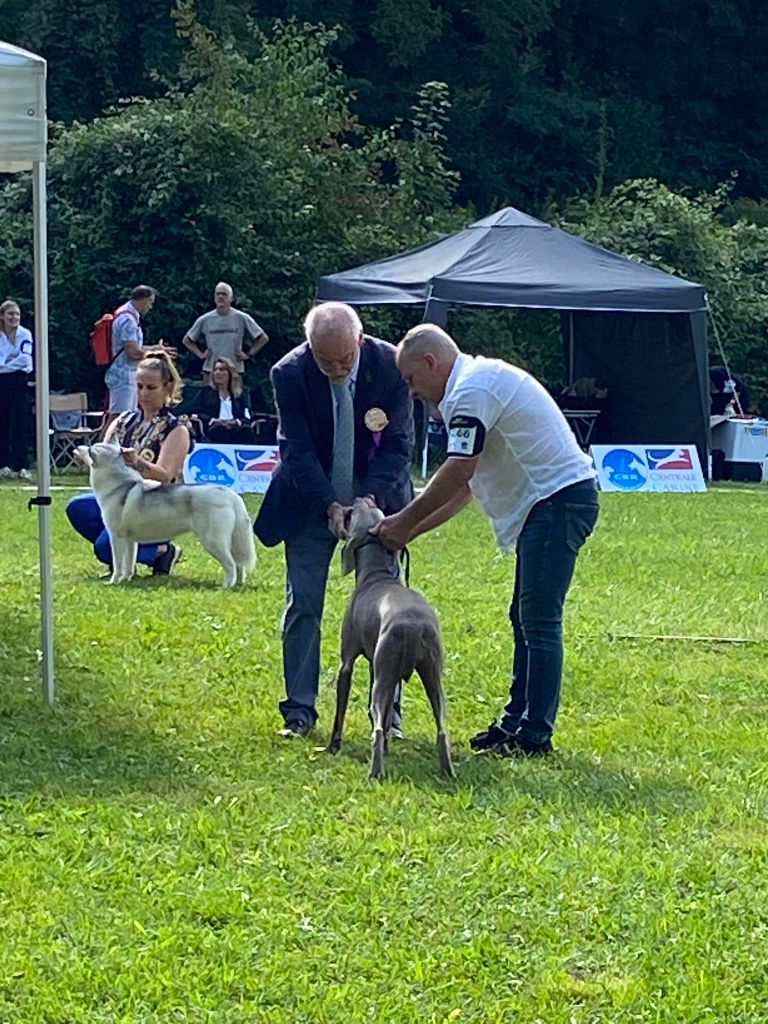 TR. Toska des Cendres du Gerfaut - CACS et Meilleur de Race