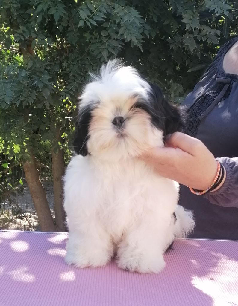 Publication : Shireen El Sham