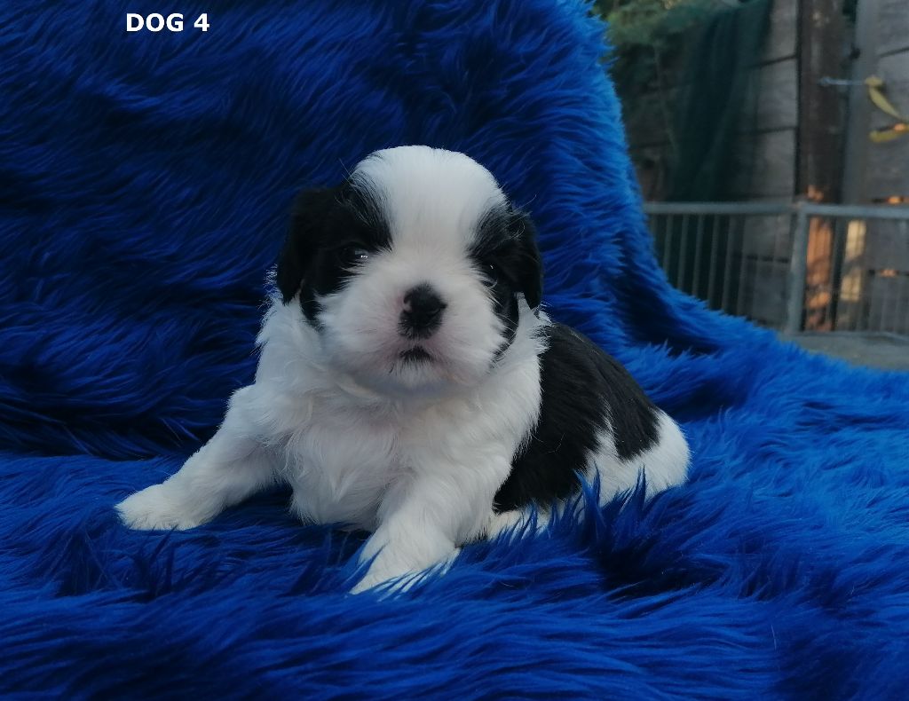 Publication : Shireen El Sham