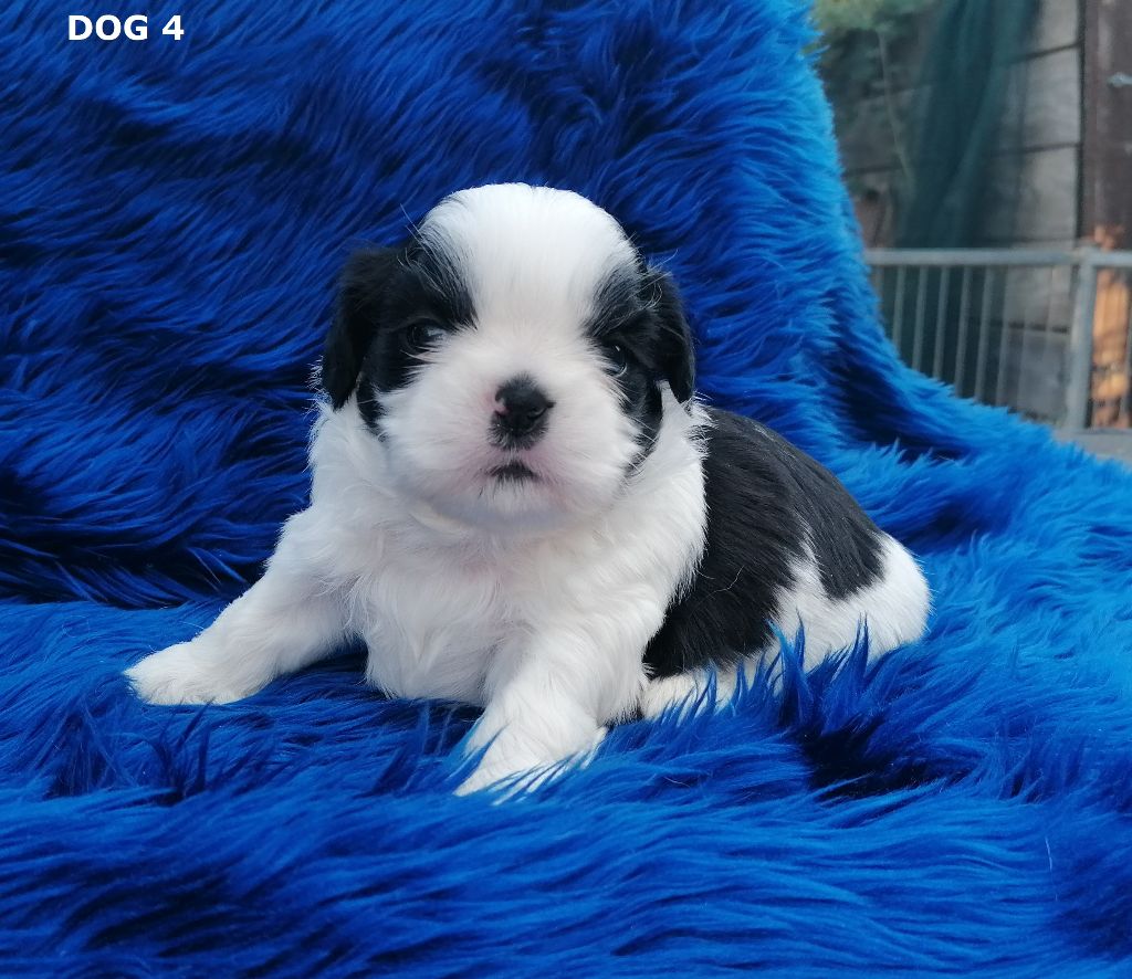 Publication : Shireen El Sham