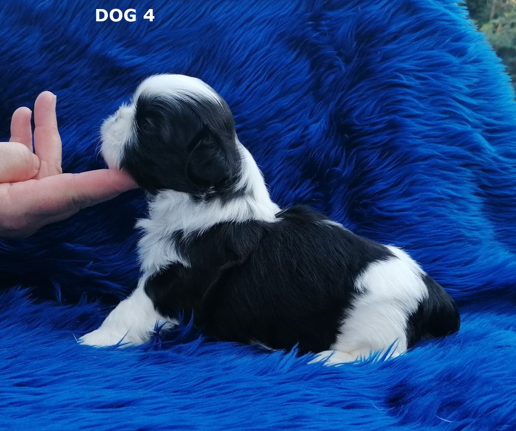 Publication : Shireen El Sham