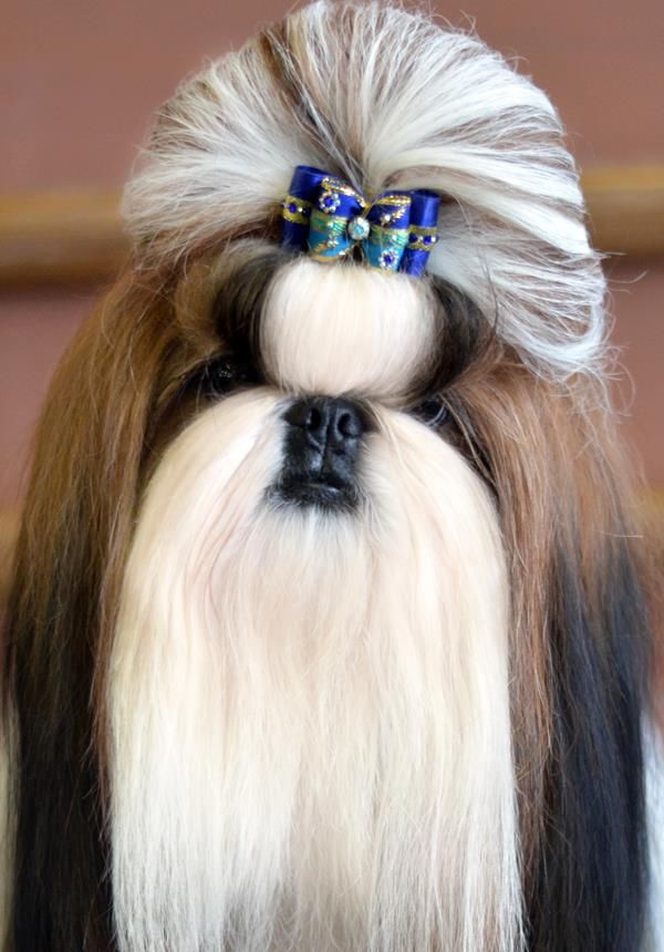 Publication : Shireen El Sham