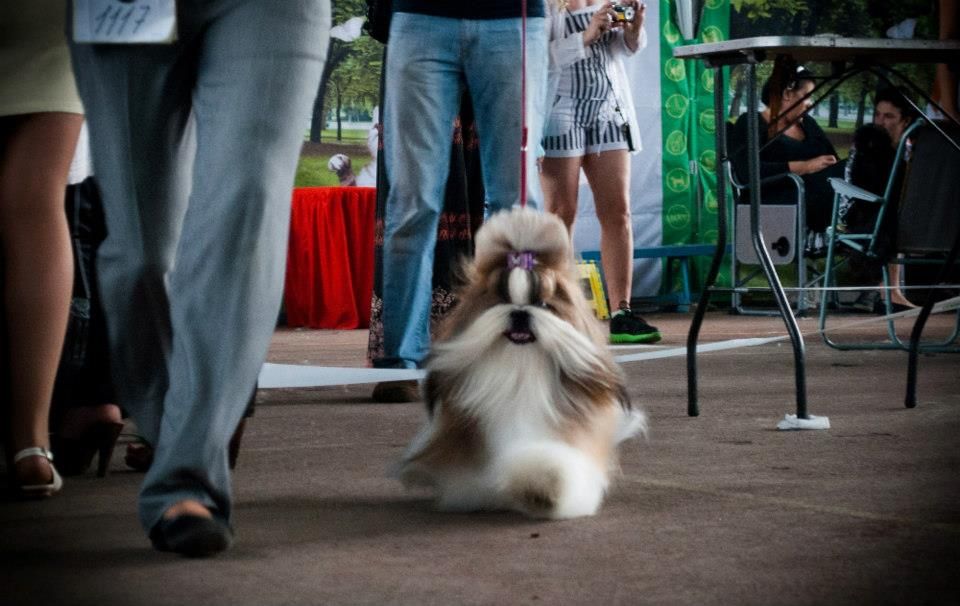 Publication : Shireen El Sham