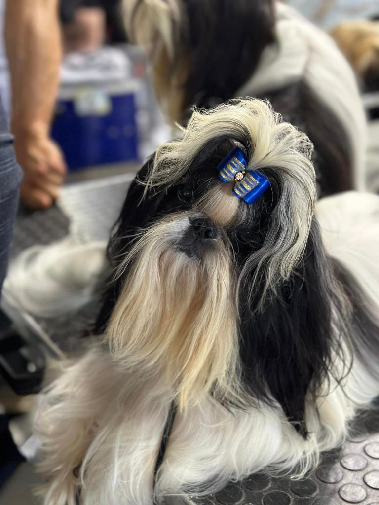 Publication : Shireen El Sham