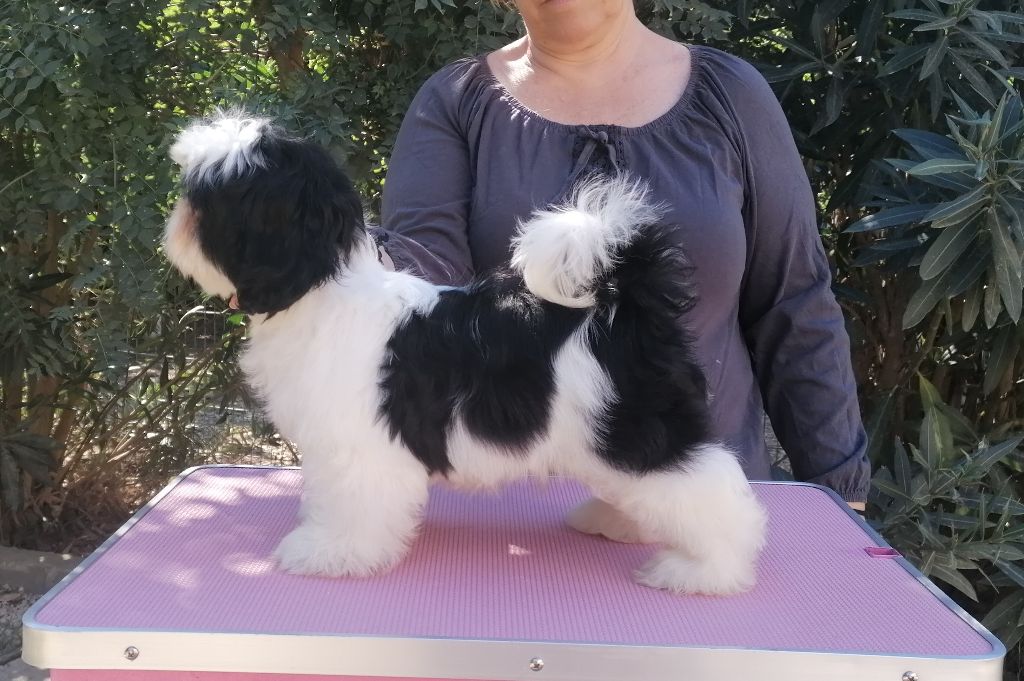 Publication : Shireen El Sham