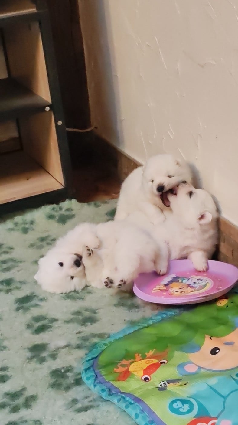 Spitz japonais - de l'esprit Blanc des Montagnes