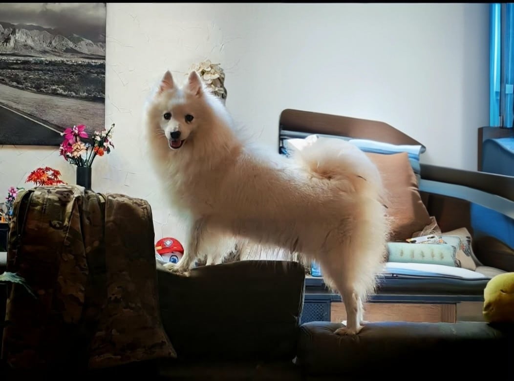 Spitz japonais - de l'esprit Blanc des Montagnes