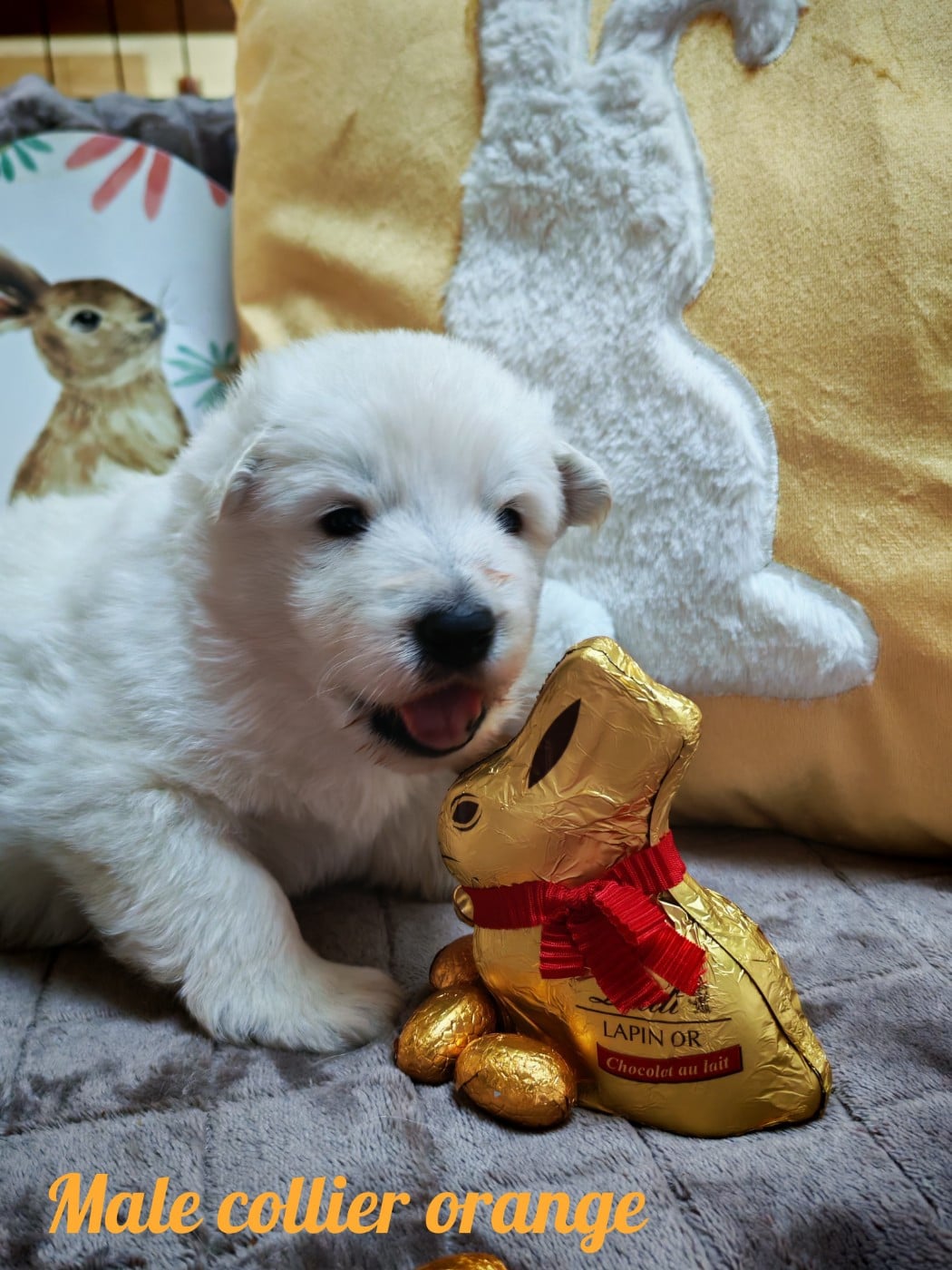 Chiot N°3 - Berger Blanc Suisse