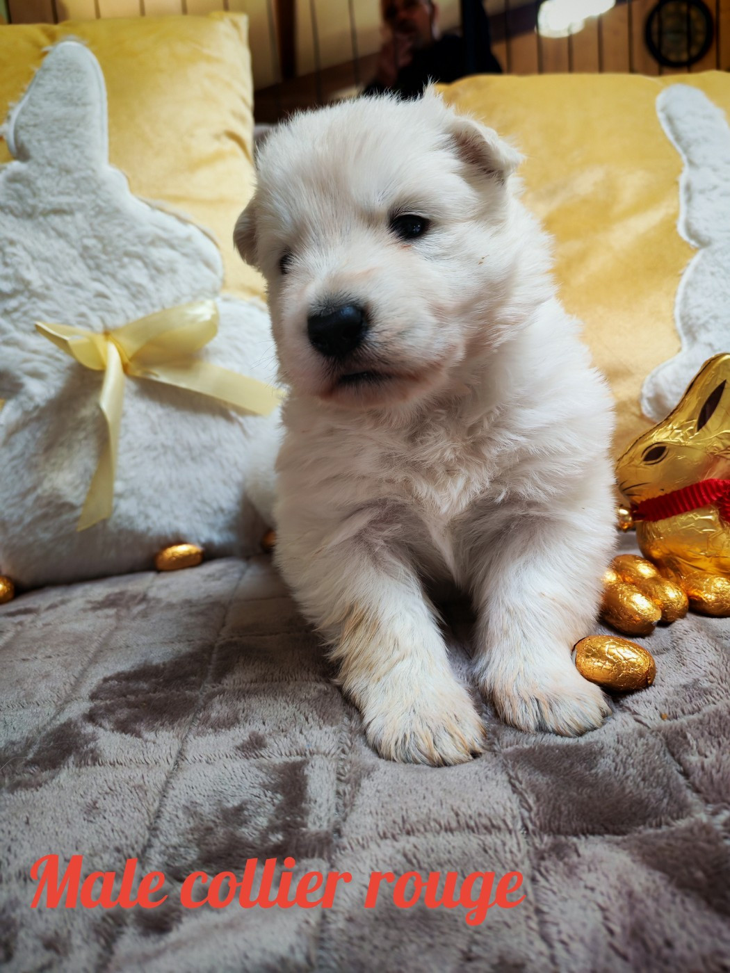Chiot N°4 - Berger Blanc Suisse
