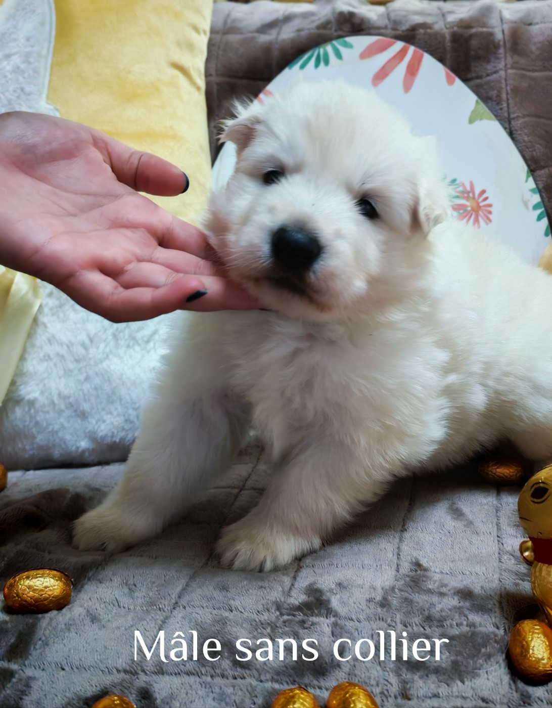 Chiot N°5 - Berger Blanc Suisse