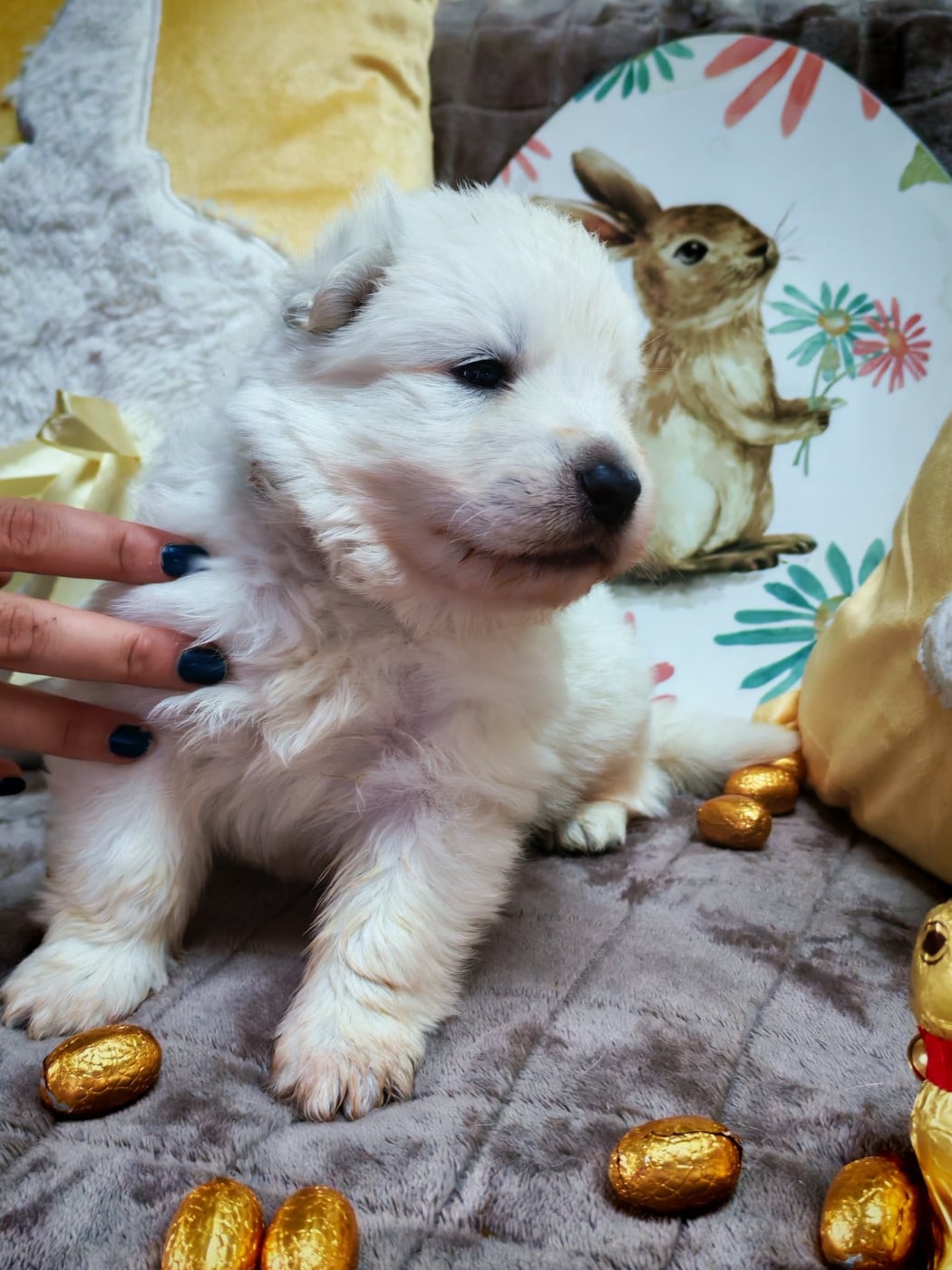 Chiot N°6 - Berger Blanc Suisse