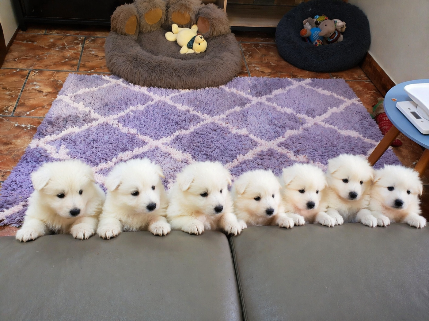 Berger Blanc Suisse - de l'esprit Blanc des Montagnes