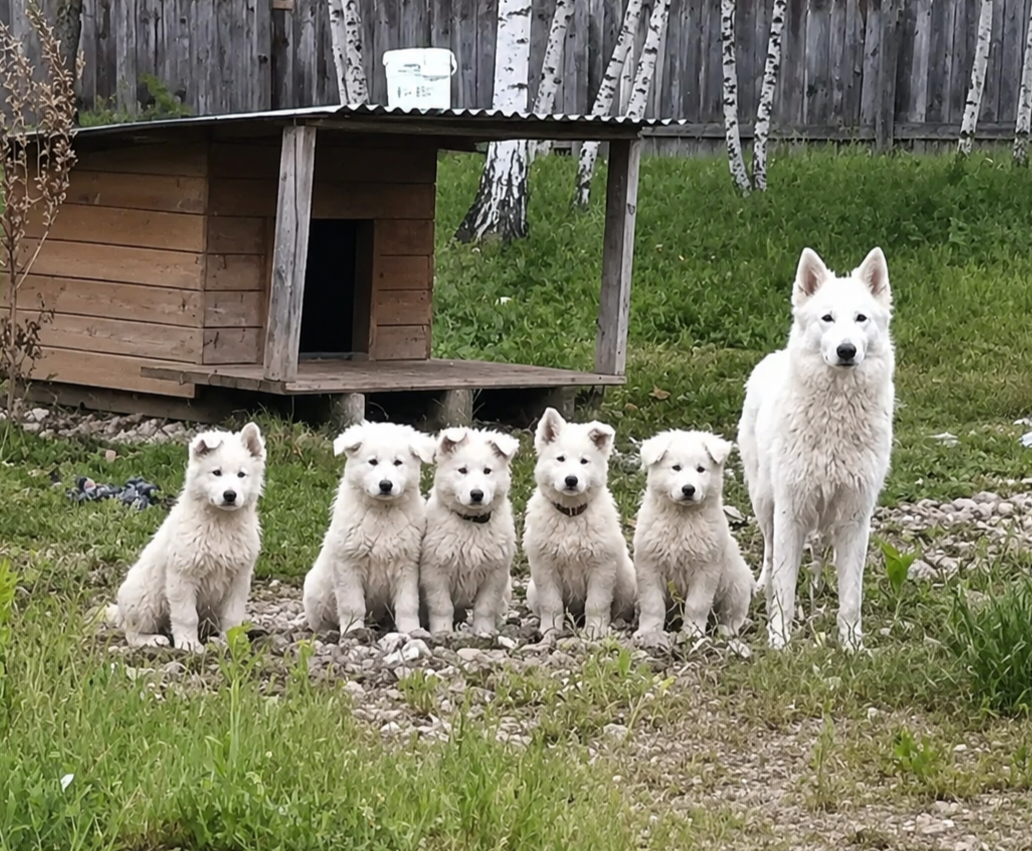 Berger Blanc Suisse - de l'esprit Blanc des Montagnes