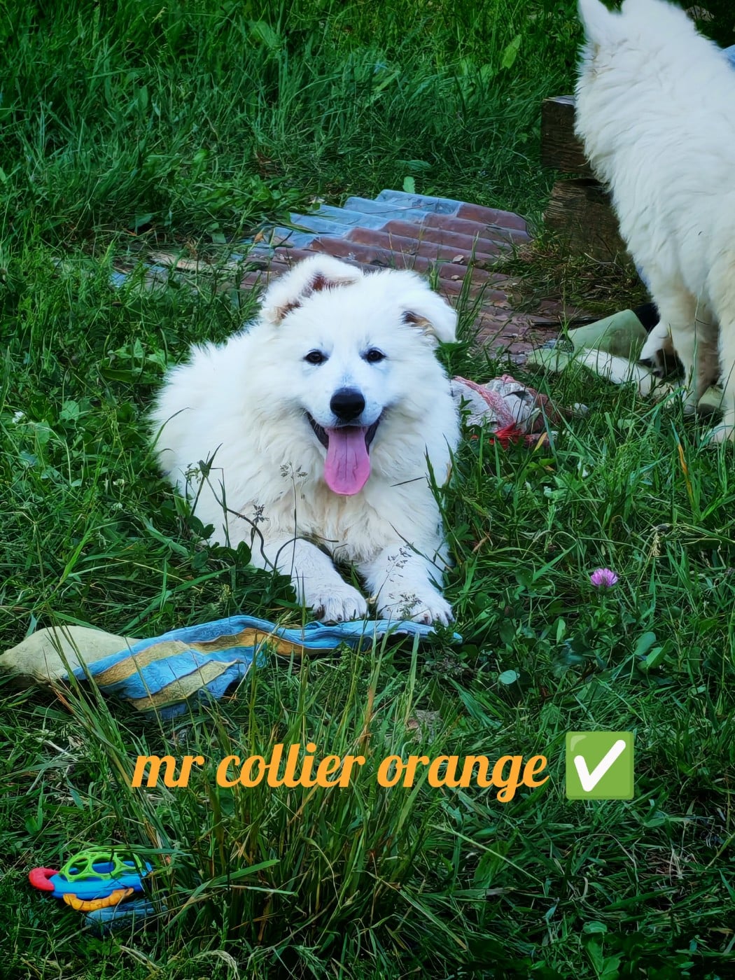 Chiot N°3 - Berger Blanc Suisse