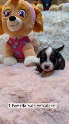 Les chiots de Berger Australien
