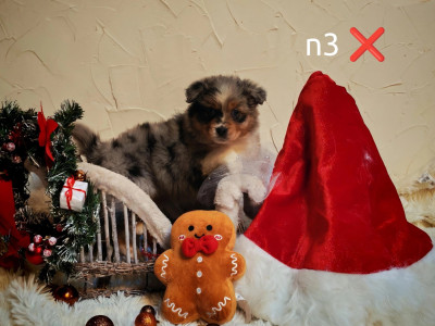 Les chiots de Berger Australien