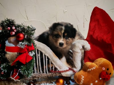 Les chiots de Berger Australien