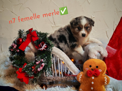 Les chiots de Berger Australien