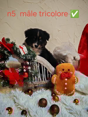 Les chiots de Berger Australien