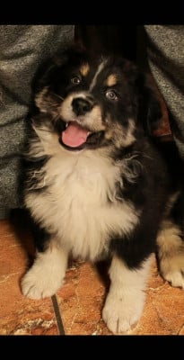 Les chiots de Berger Australien