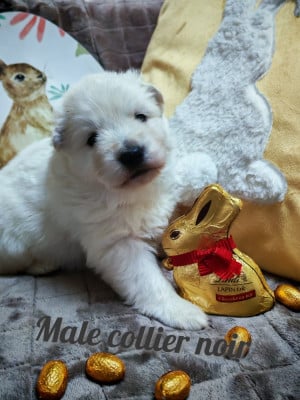 Les chiots de Berger Blanc Suisse