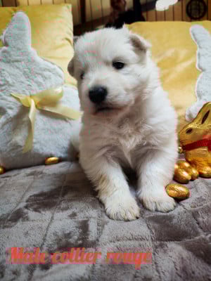 Les chiots de Berger Blanc Suisse