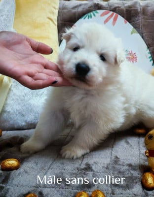 Les chiots de Berger Blanc Suisse
