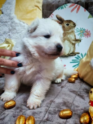 Les chiots de Berger Blanc Suisse