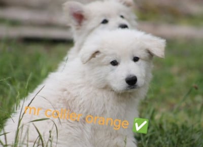 Les chiots de Berger Blanc Suisse