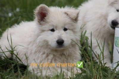 Les chiots de Berger Blanc Suisse