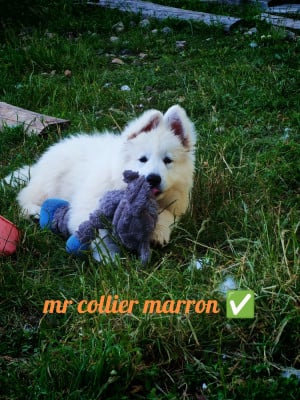 Les chiots de Berger Blanc Suisse