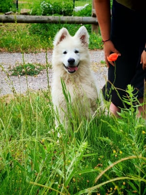 Les chiots de Berger Blanc Suisse