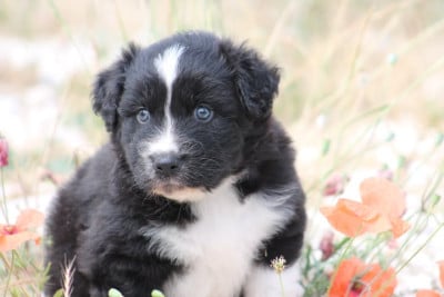 Les chiots de Berger Australien