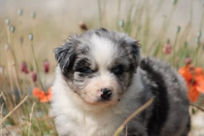 Les chiots de Berger Australien