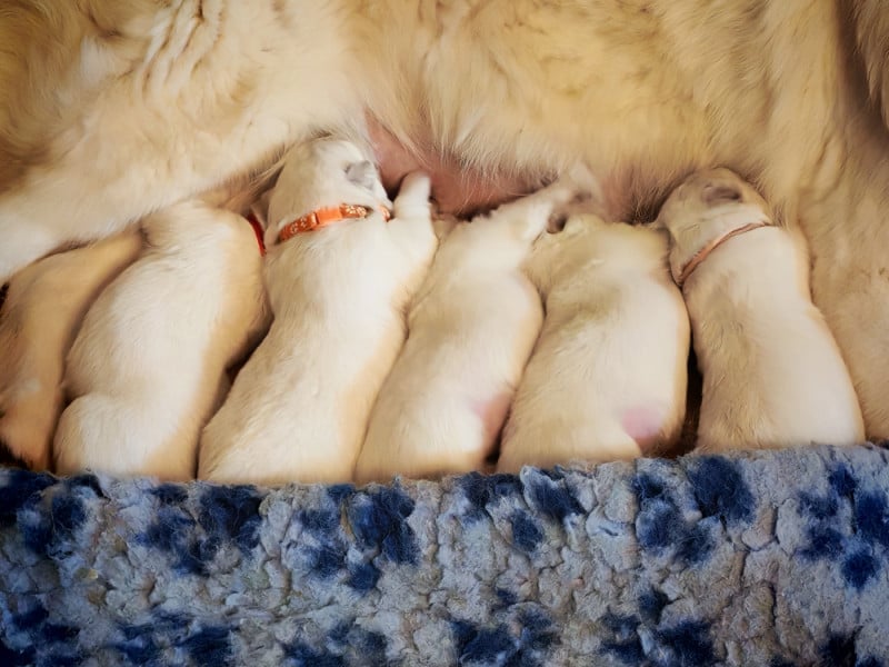 Berger Blanc Suisse - de l'esprit Blanc des Montagnes