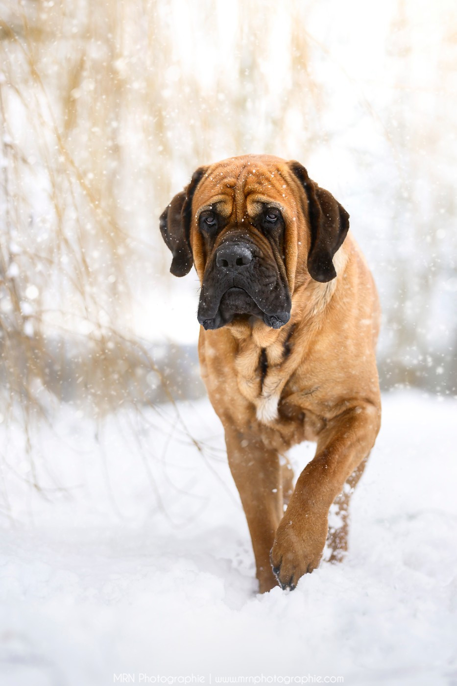 Publication : Du Mont Des Géants Auteur : MRN Photographies