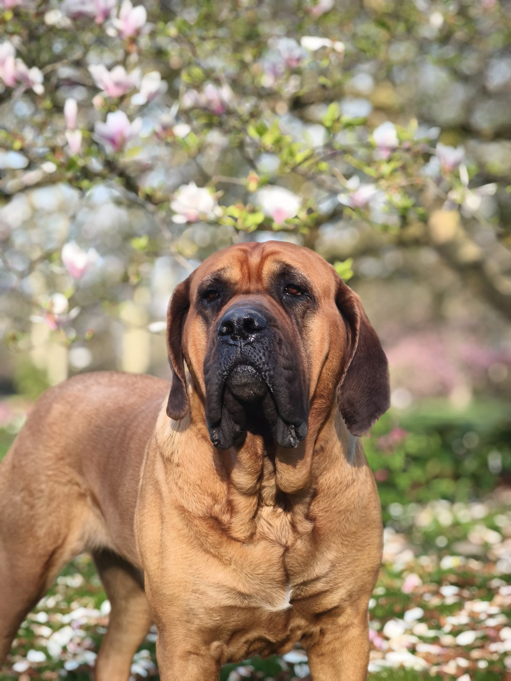 To the moon and back Du Mont Des Géants