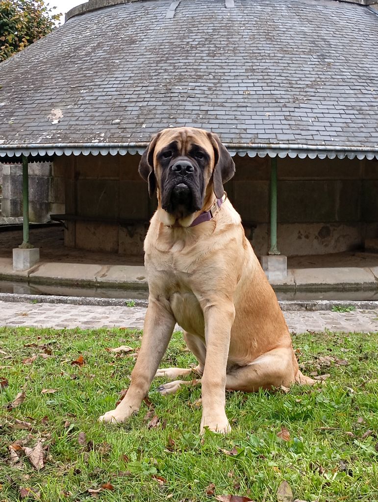 All you need is love Du Mont Des Géants