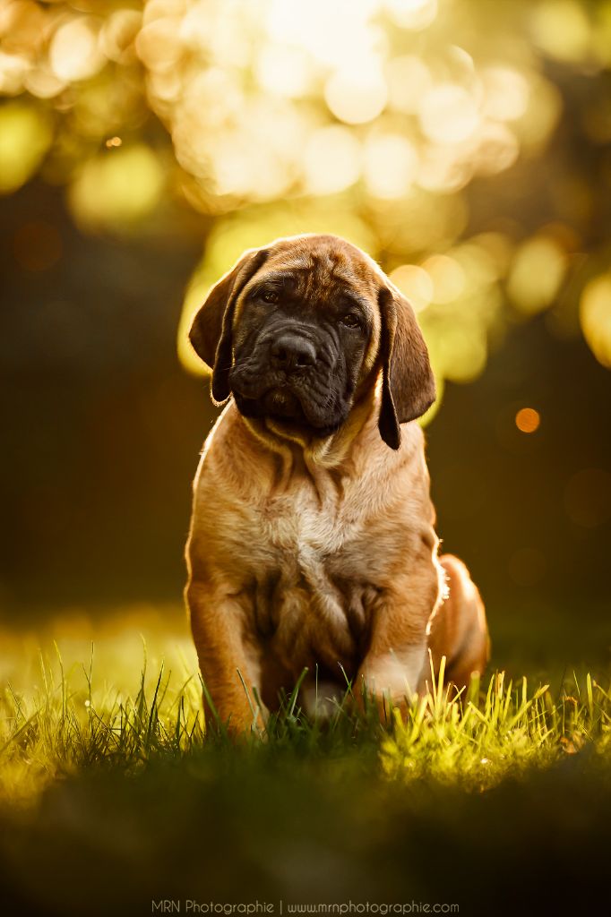 All you need is love Du Mont Des Géants