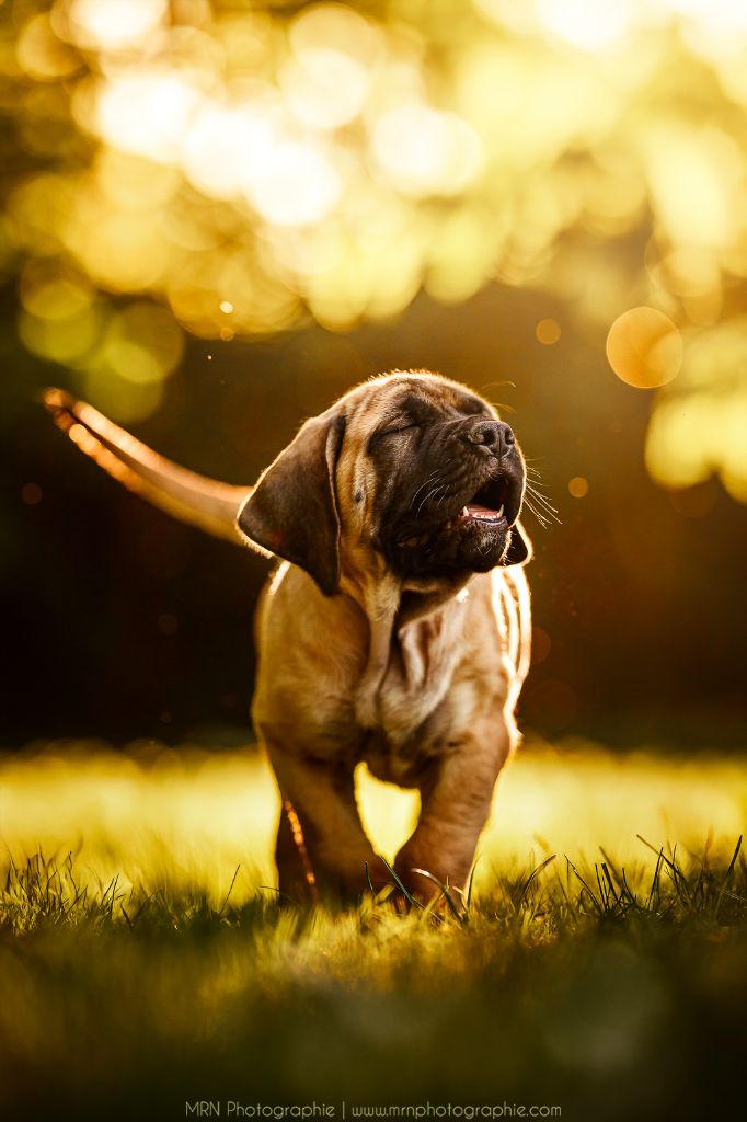 All you need is love Du Mont Des Géants